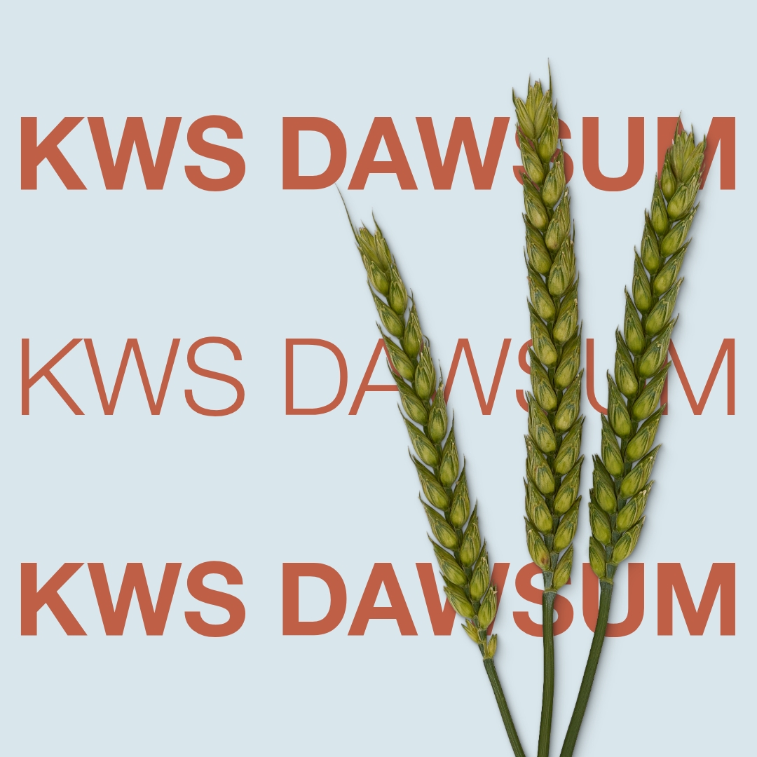 kws_dawsum_keyvisual_dk_1x1_1.jpg