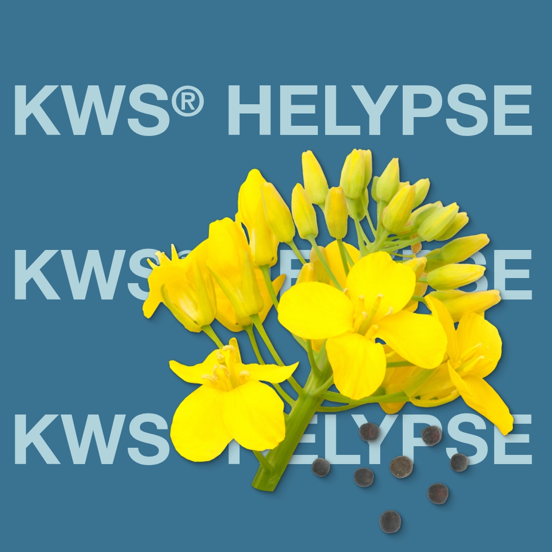 kws_helypse_keyvisual_dk_1x1_1.jpg
