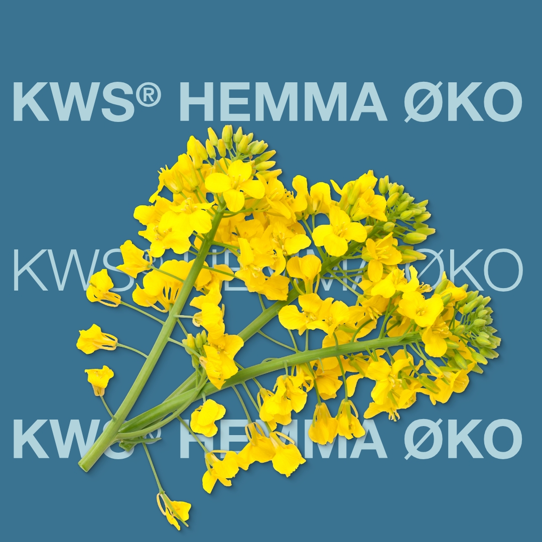 kws_hemma_oko_keyvisual_dk_1x1_1.jpg