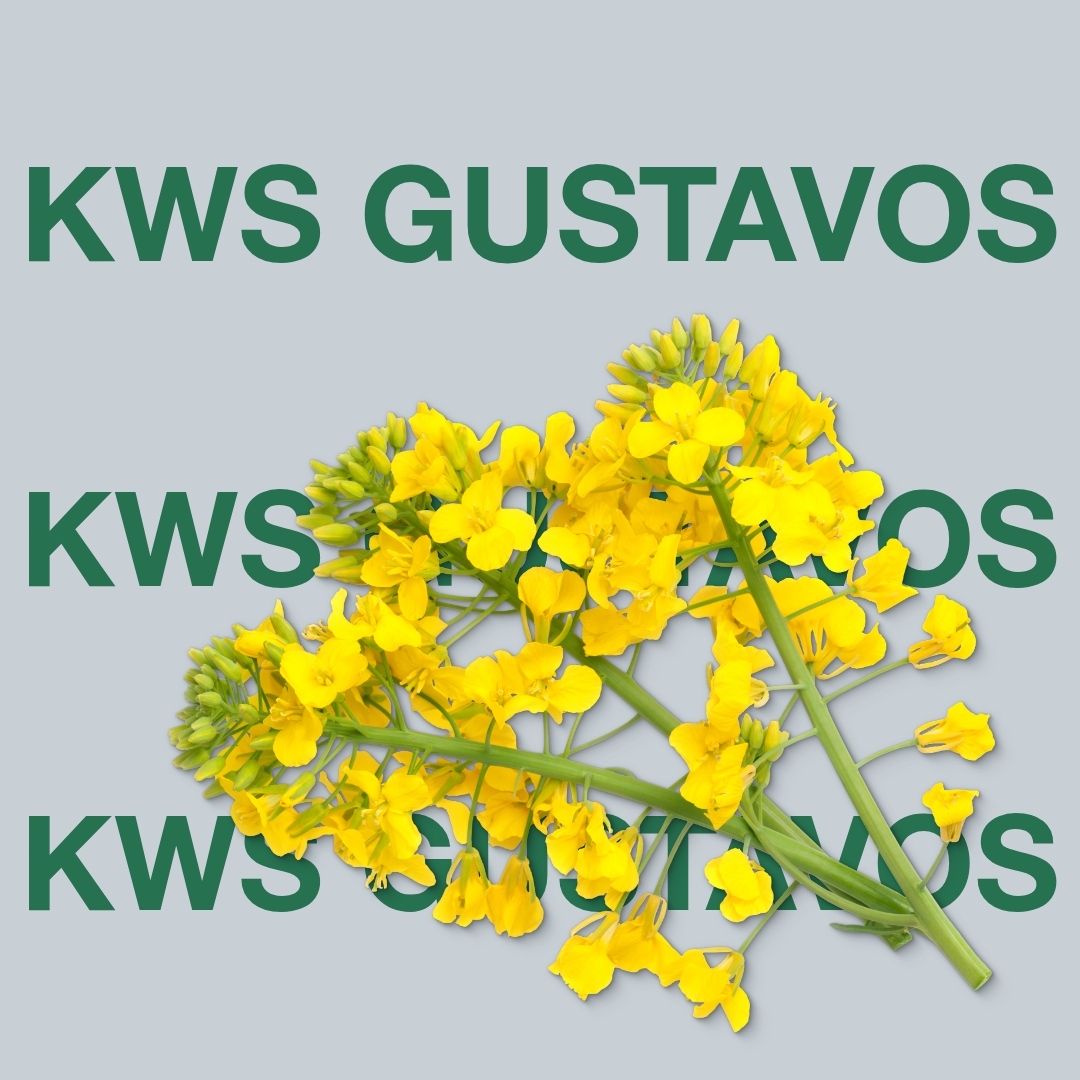 kws_gustavos_keyvisual_dk_1x1_1.jpg