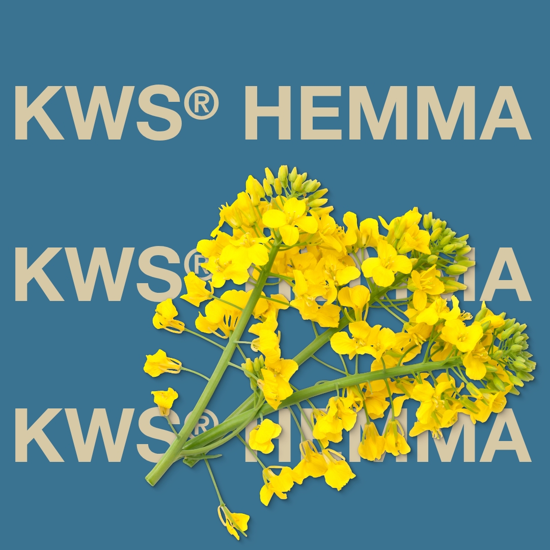 kws_hemma_keyvisual_dk_1x1_1.jpg