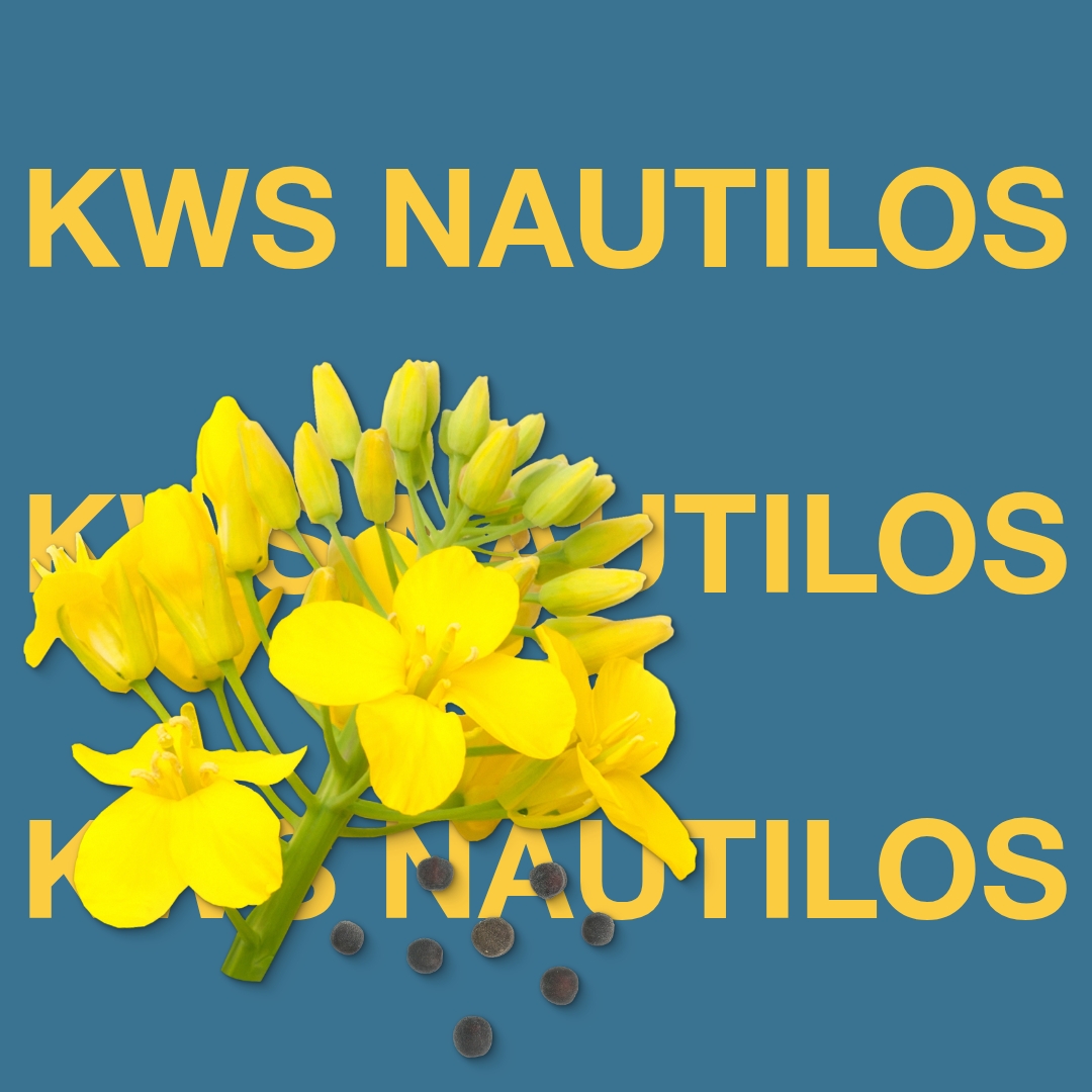 kws_nautilos_keyvisual_dk_1x1_1.jpg