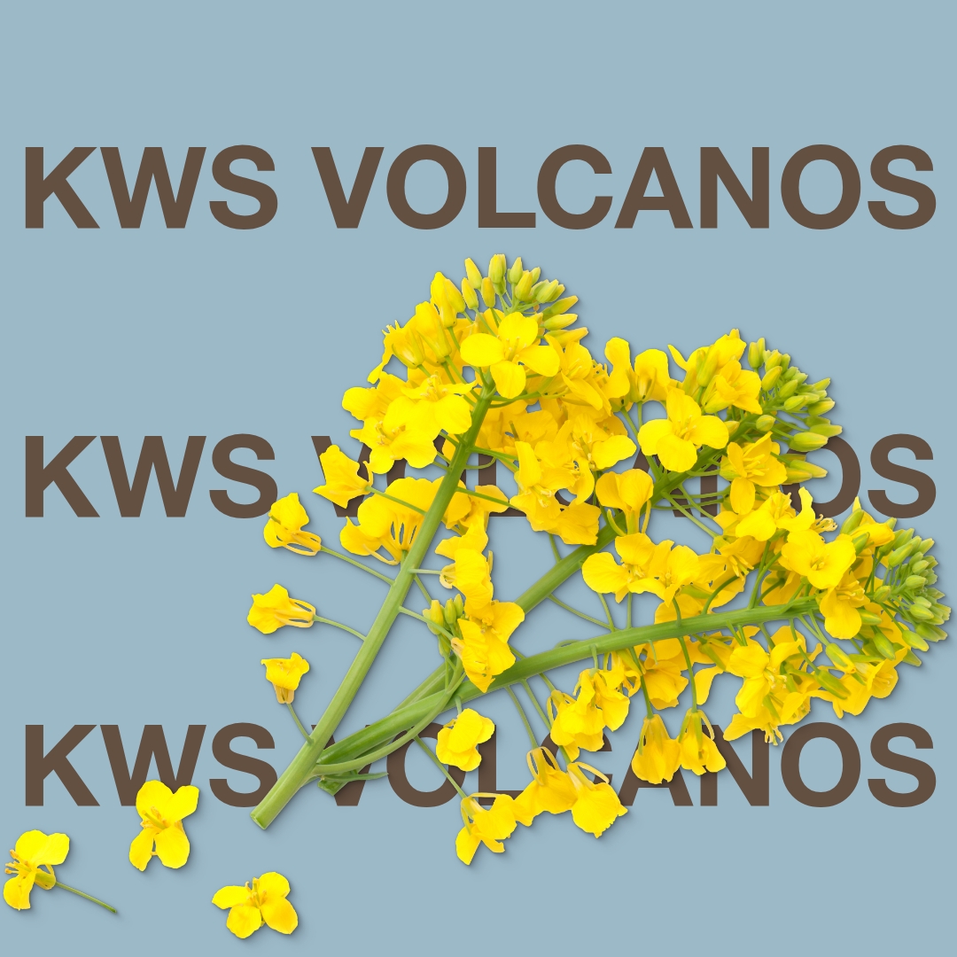 kws_volcanos_keyvisual_dk_1x1_1.jpg