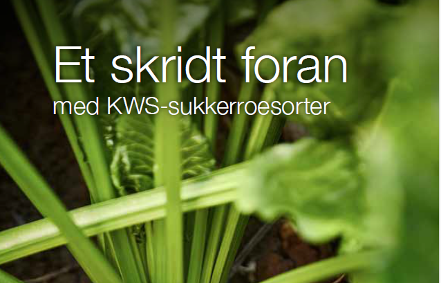 billede_sukkerroesalgskatalog_2026.png