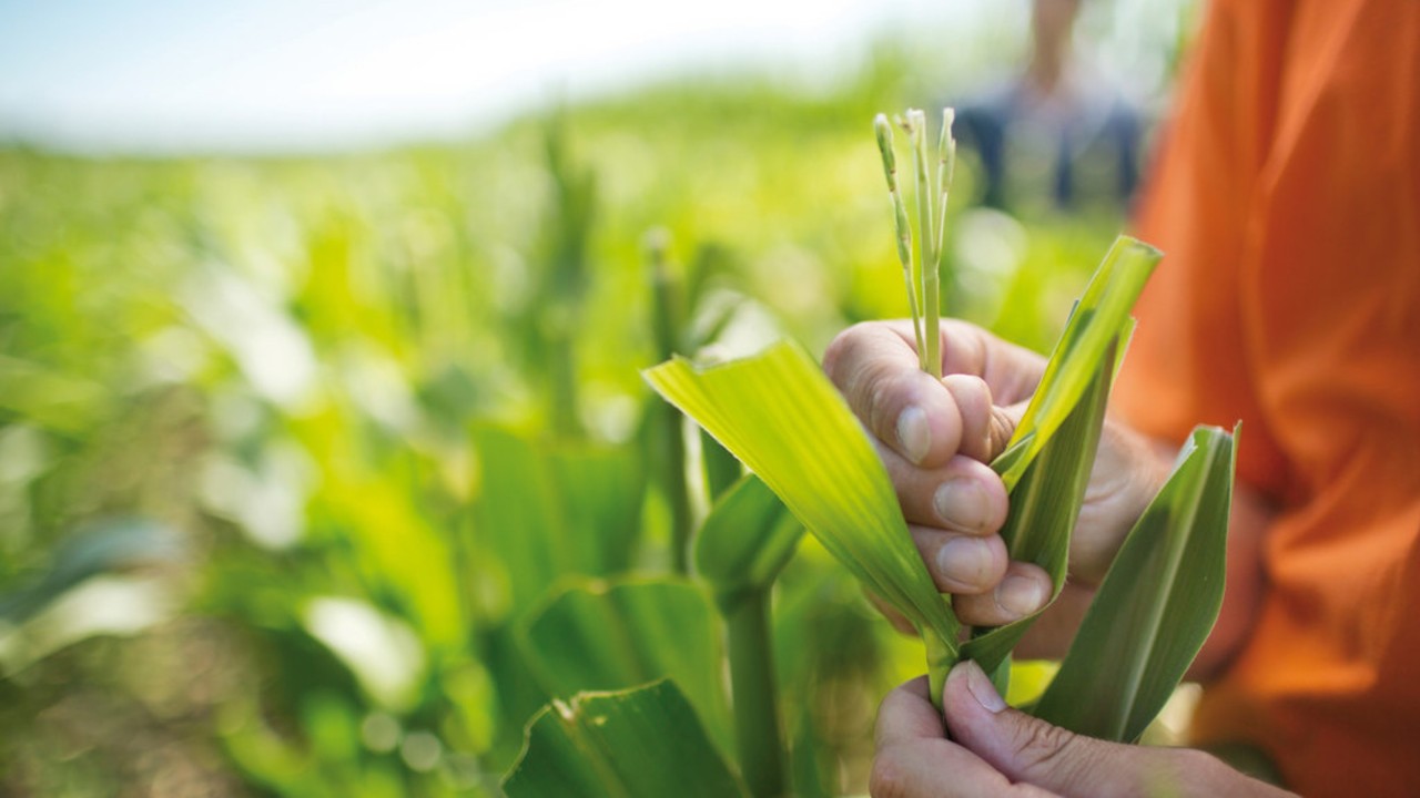 Corn-in-field.jpg