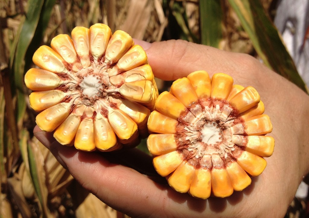 Grain-corn.jpg
