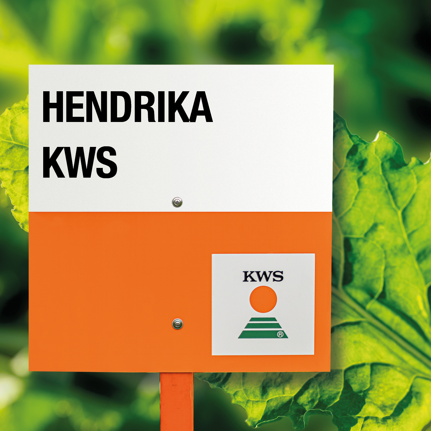 HENDRIKA-KWS_ES.jpg