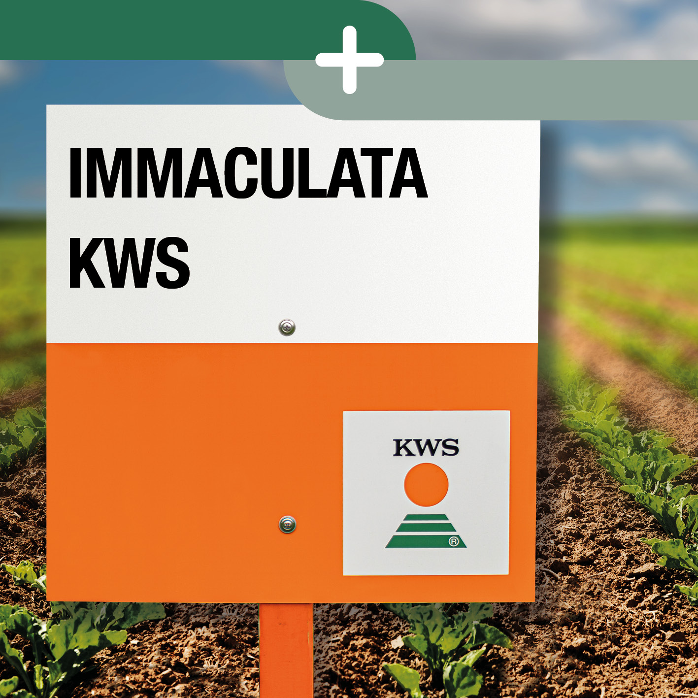 IMMACULATA-KWS_ES.jpg