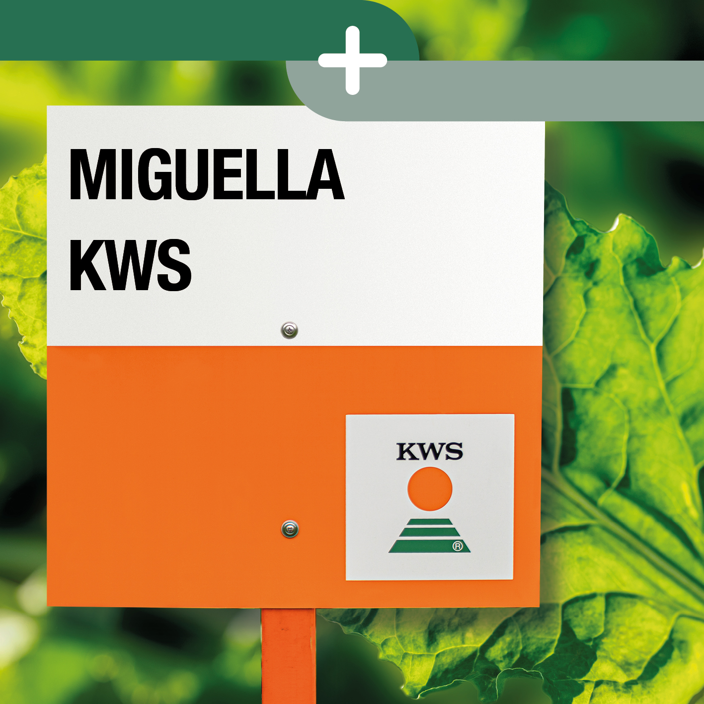 MIGUELLA-KWS_ES.jpg