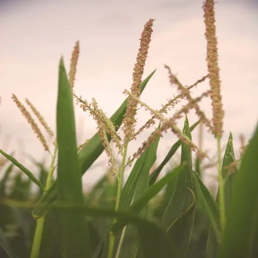 Tassel of corn variety