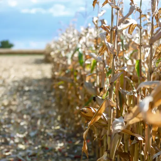 Corn field before harvest