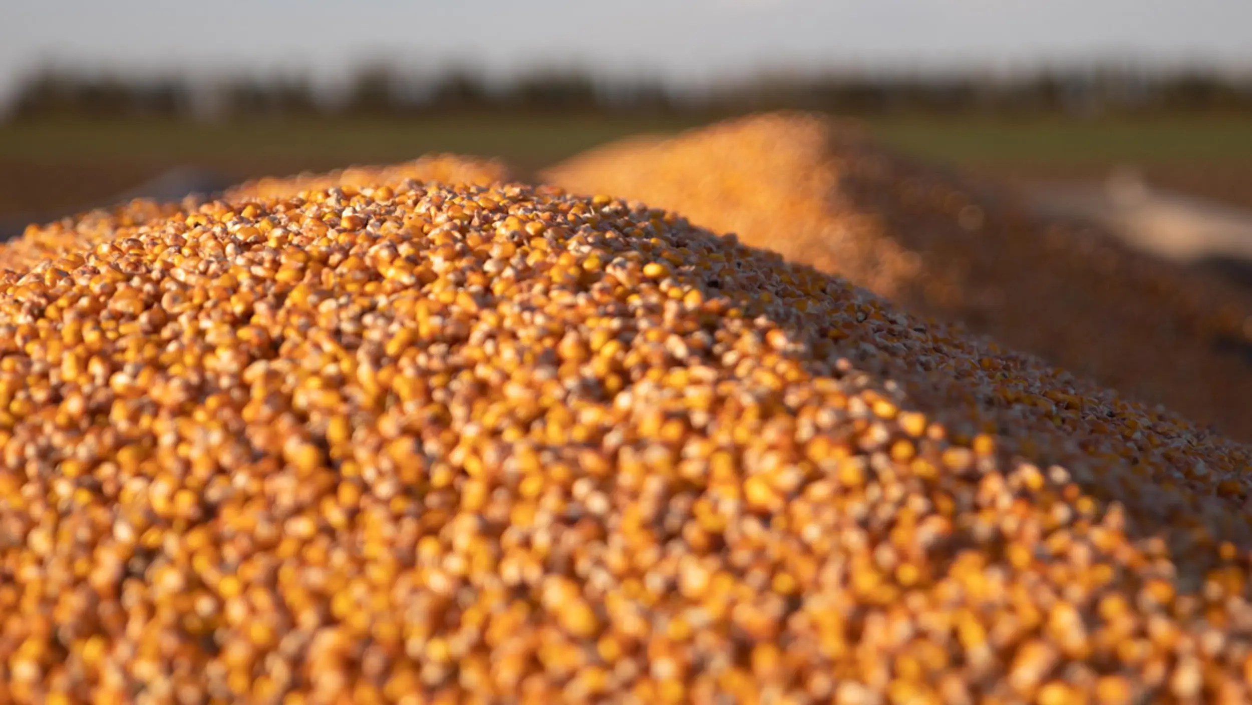 KWS WIECEJ ZIARNA KUKURYDZY