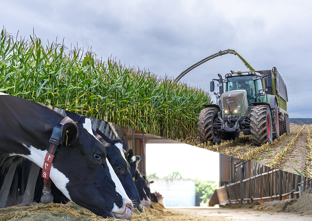 Silage maize harvested for dairy production and fed to dairy cows on farm.