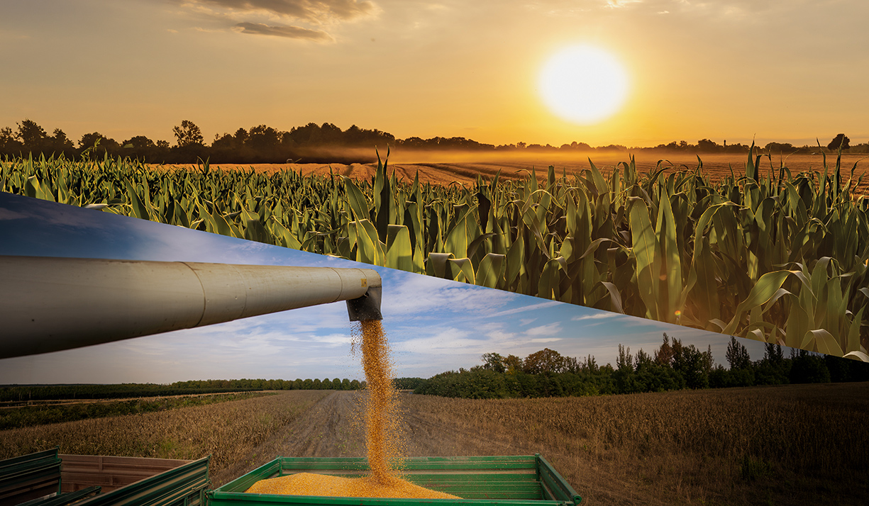 WS grain maize field at sunrise with harvested corn being unloaded during harvest.