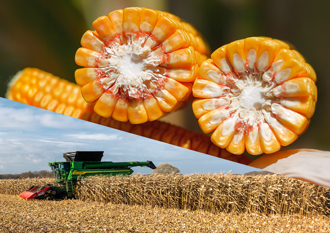 High-quality grain maize kernels and combine harvesting mature corn crop.