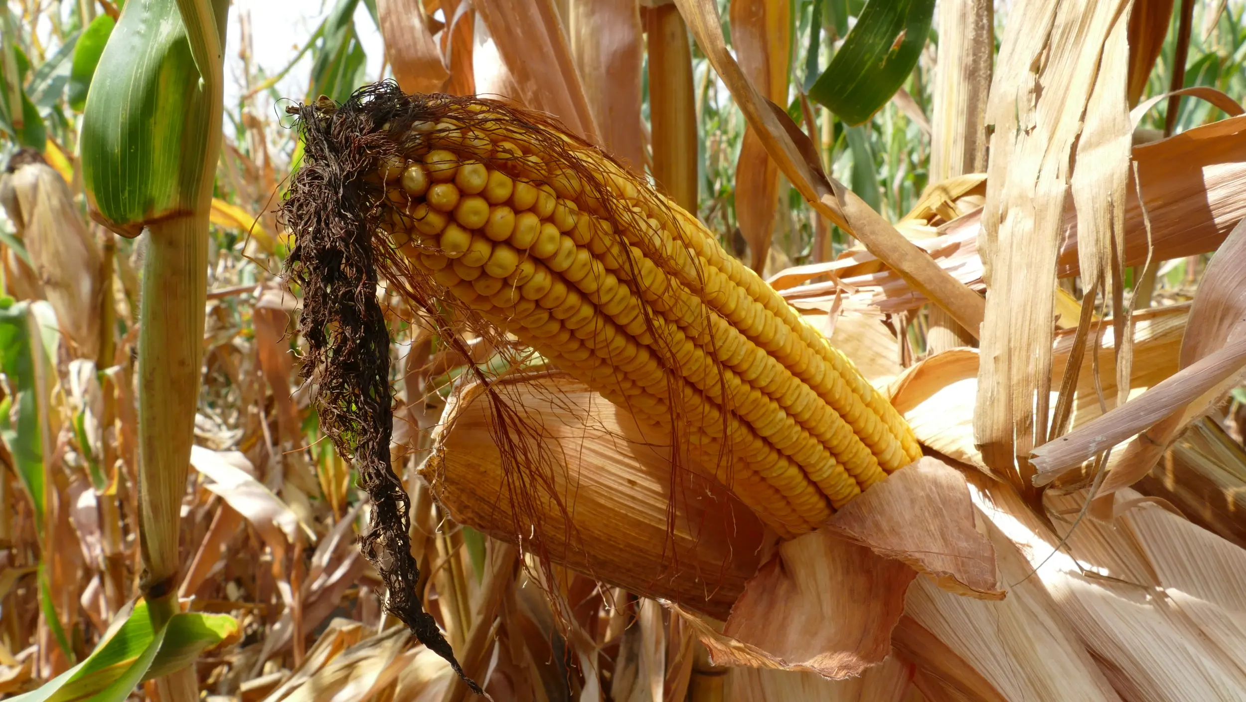 Cobs of corn variety KWS FORTURIO