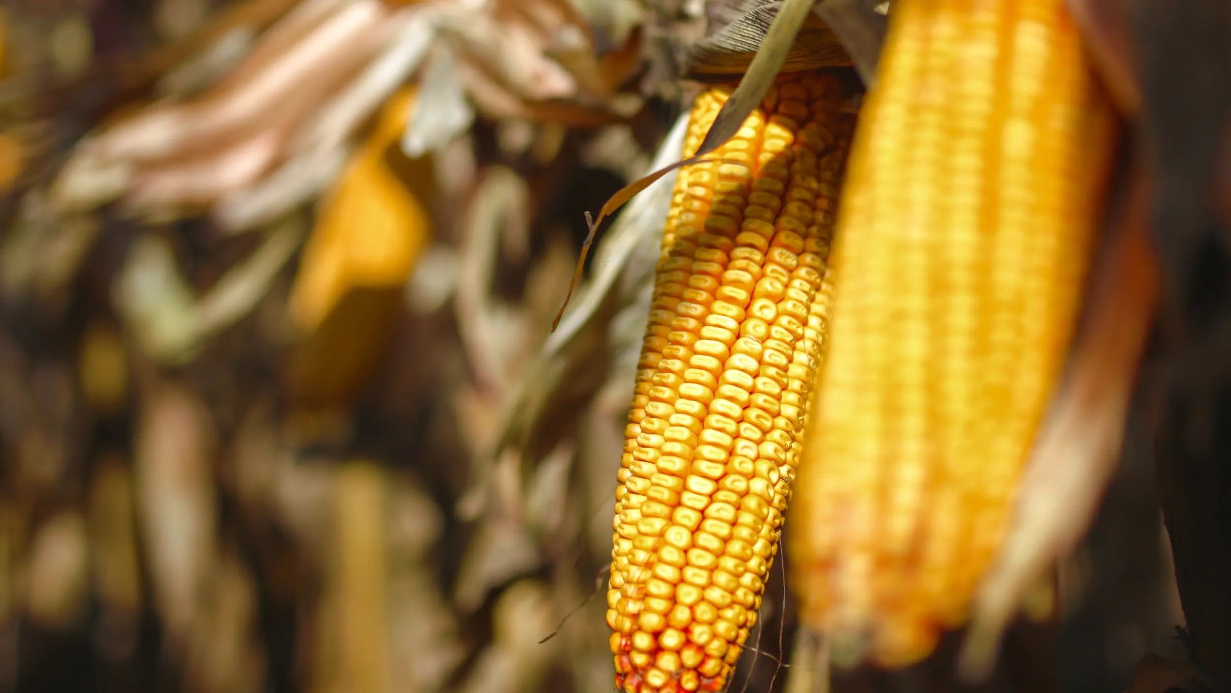 Corn cob of KWS variety