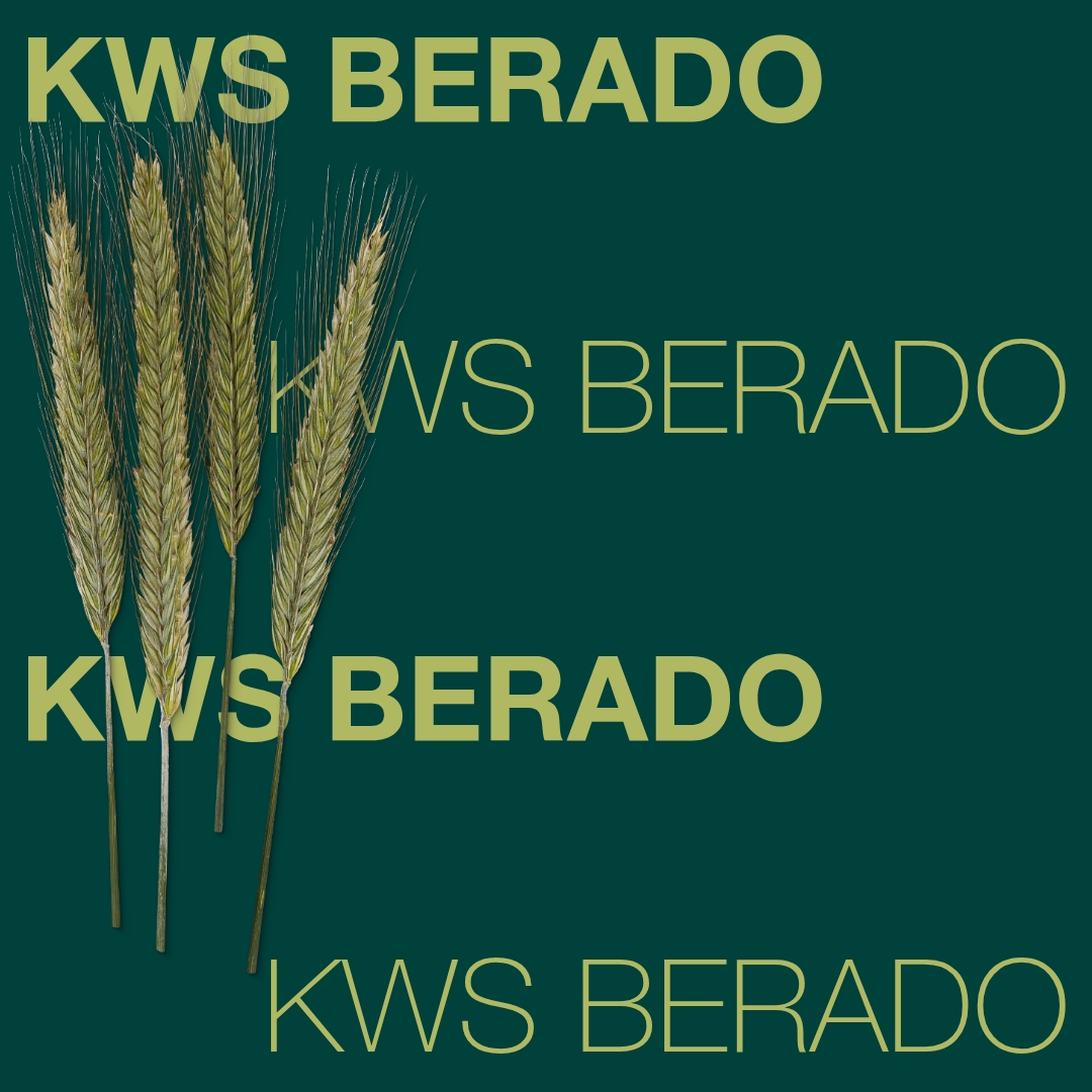 KWS_BERADO_Keyvisual_FI_1x1.jpg
