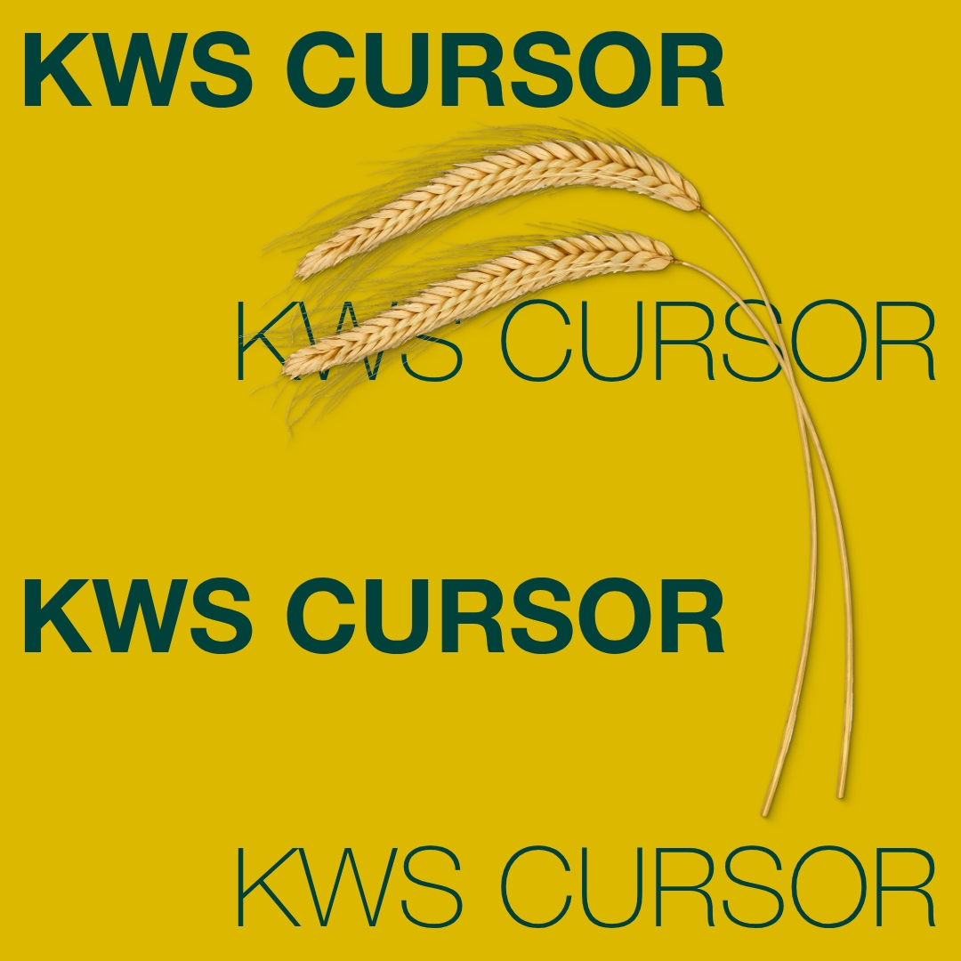 KWS_CURSOR_Keyvisual_FI_1x1.jpg