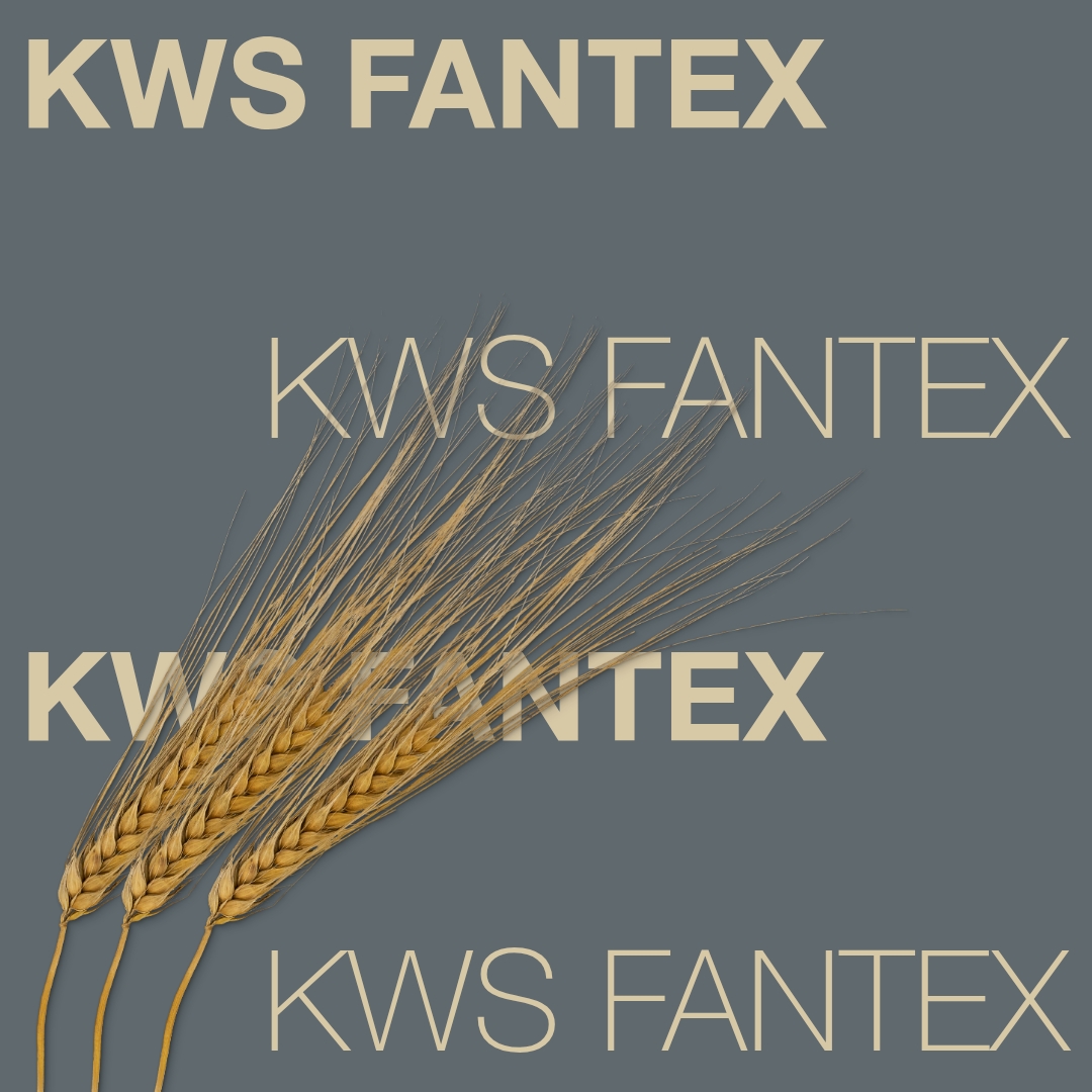 KWS_FANTEX_Keyvisual_FI_1x1.jpg