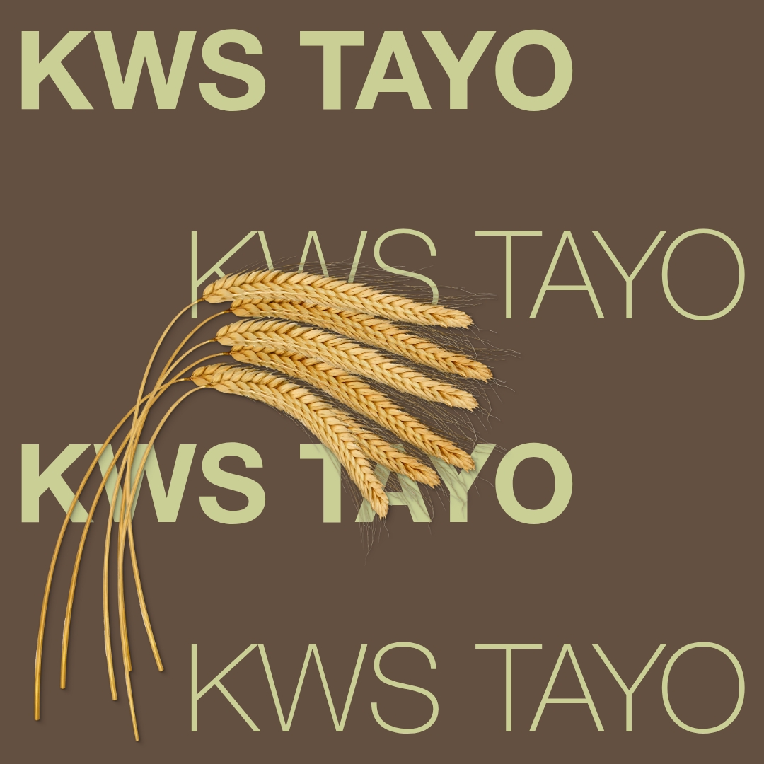 KWS_TAYO_Keyvisual_FI_1x1.jpg