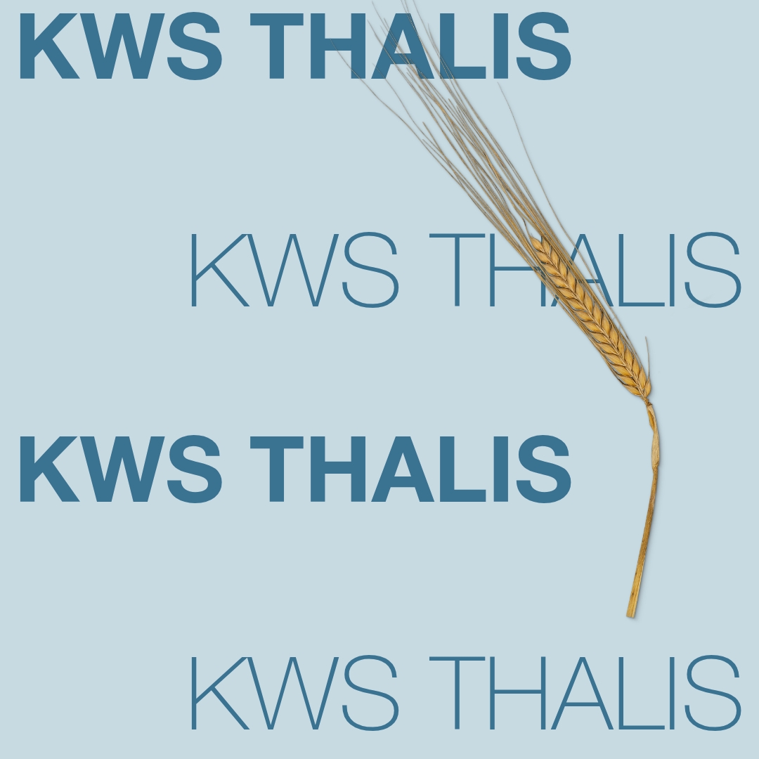 KWS_THALIS_Keyvisual_FI_1x1.jpg