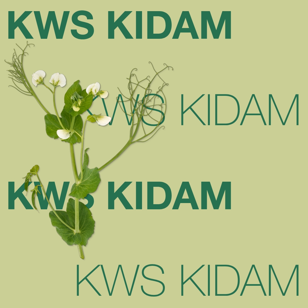 KWS_KIDAM_Keyvisual_FI_1x1.jpg