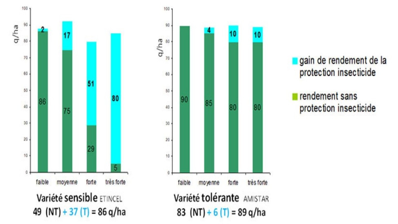 Figure 1 : Comparaison de rendements et gains acquis avec la lutte insecticide selon différentes pressions de JNO, entre une variété d’escourgeon sensible et une variété tolérante (regroupement 15 essais, campagne 2014-2018) – Source ARVALIS