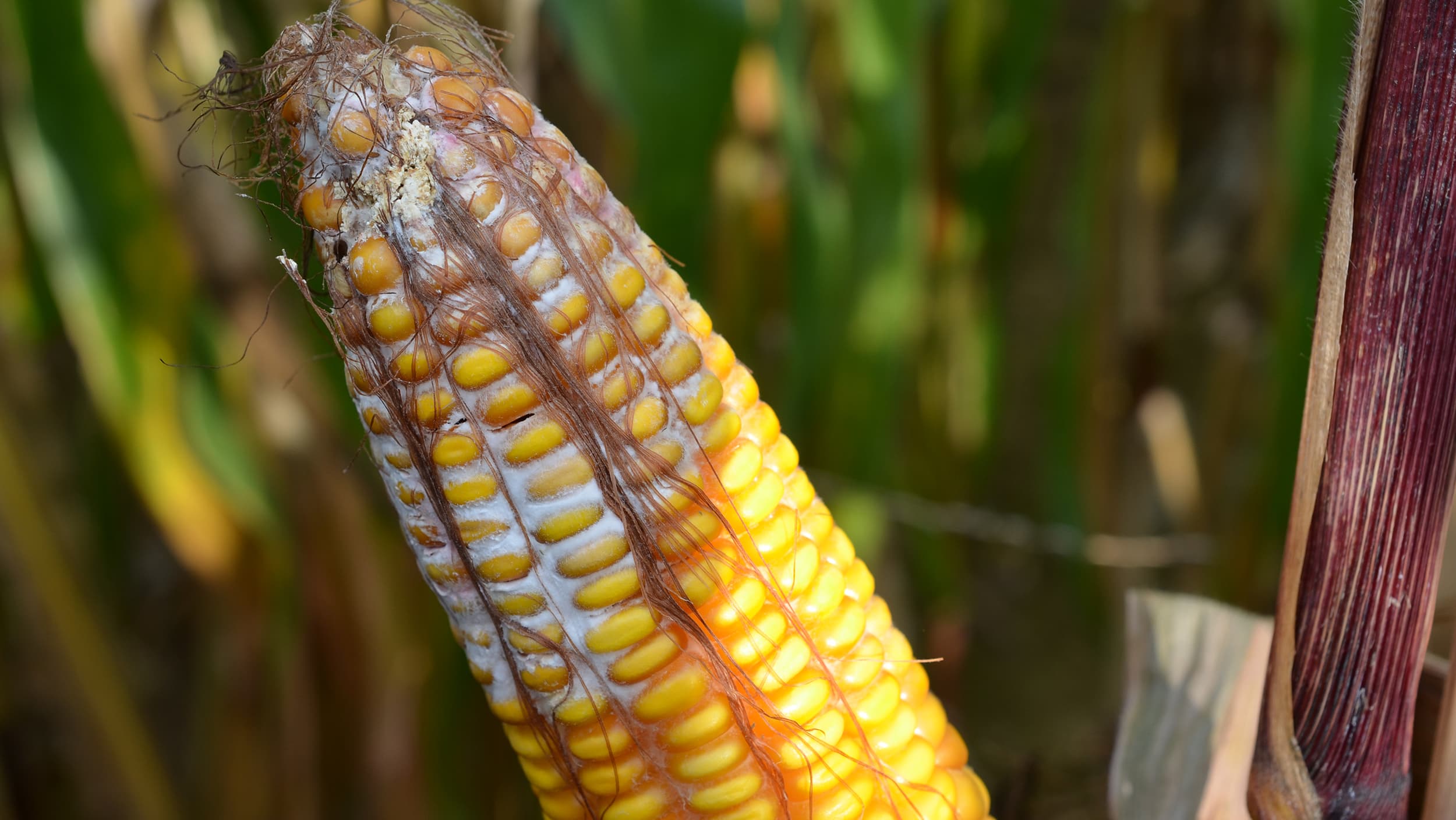 Mycotoxines : conseils pour diminuer les risques sur maïs