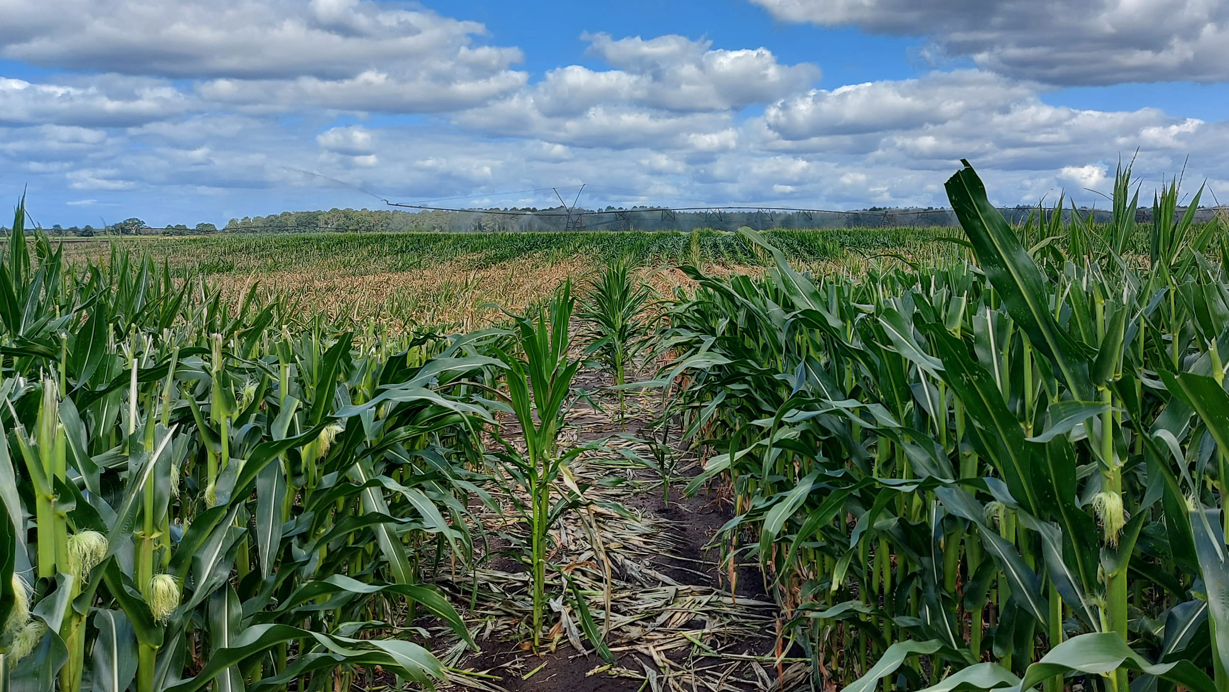 La sécheresse menace la production de semences de maïs 2022