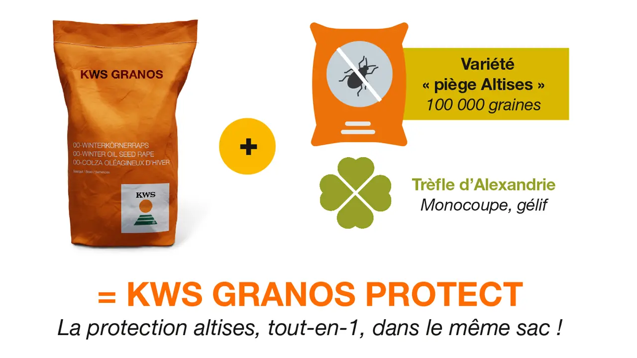 *Trèfle d'Alexandrie : La législation française oblige à ajouter une autre espèce lors du mélange de 2 variétés de colza
