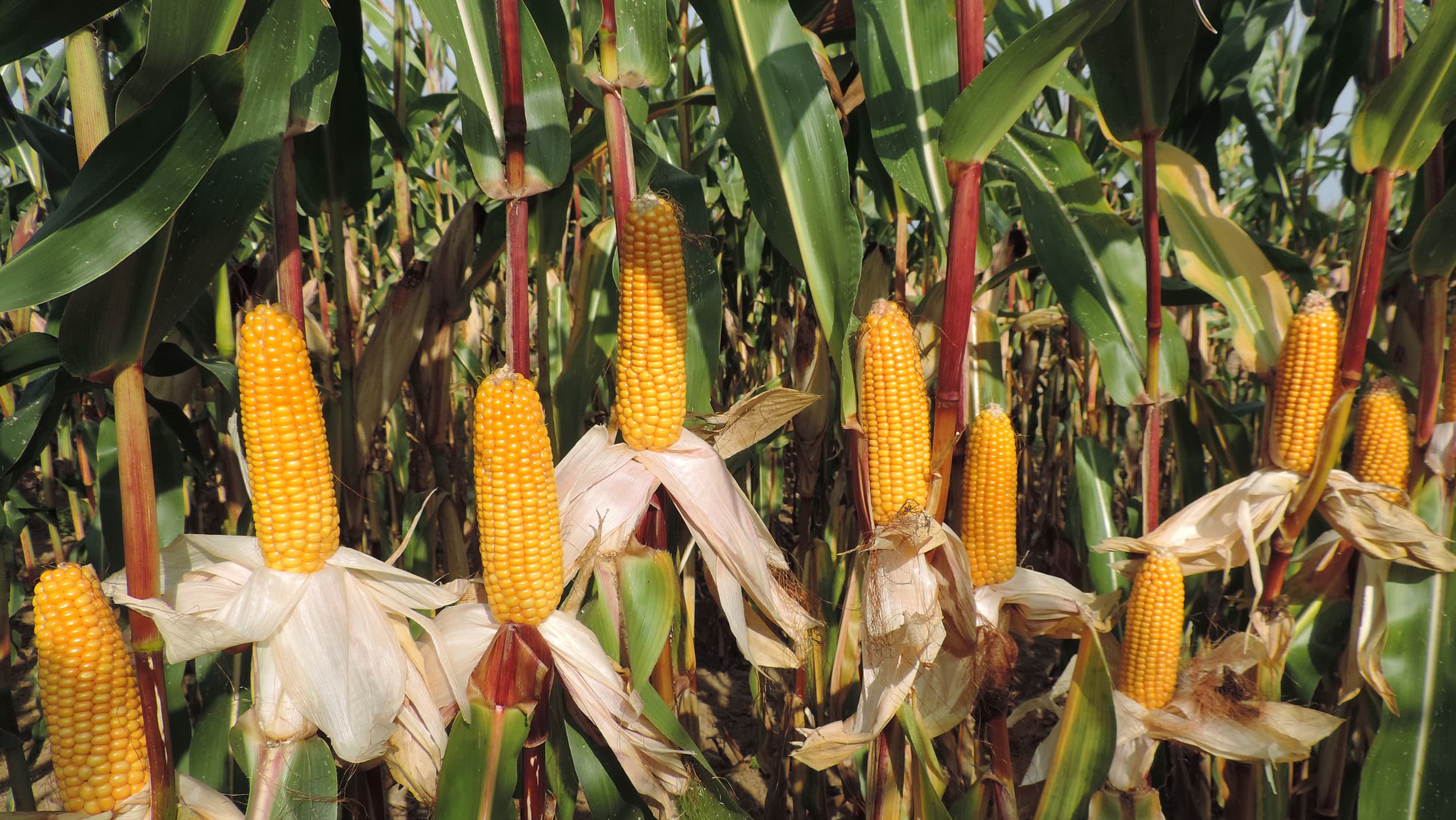 Maïs 2021 : qu'en sera t-il de la récolte ?