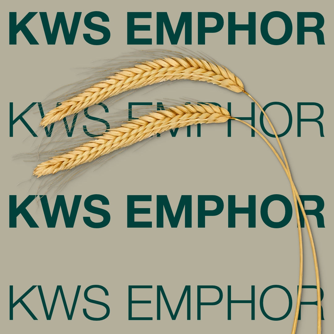 kws_emphor_keyvisual_hu_1x1_1.jpg