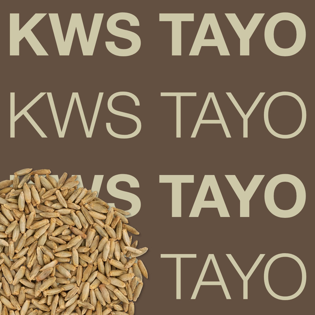kws_tayo_keyvisual_hu_1x1_1.jpg
