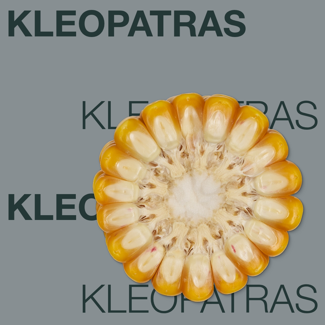kleopatras_keyvisual_cl_1x1_1.jpg