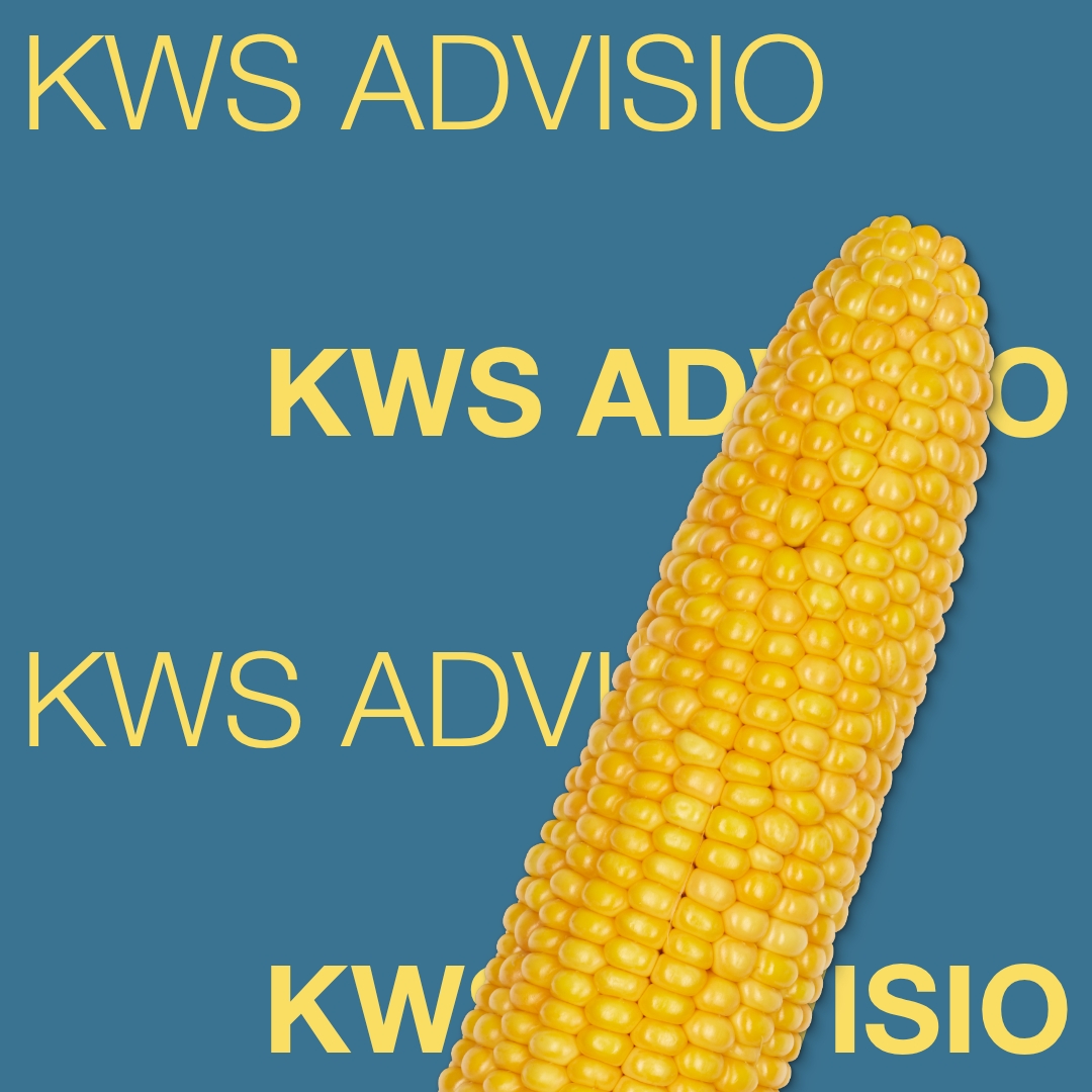 kws_advisio_keyvisual_rs_1x1_1.jpg