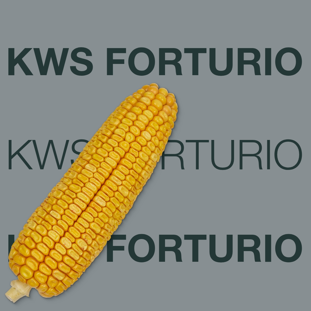 kws_forturio_keyvisual_hu_1x1.jpg