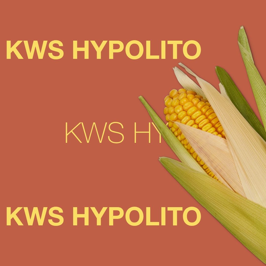 kws_hypolito_keyvisual_de_1x1_1.jpg