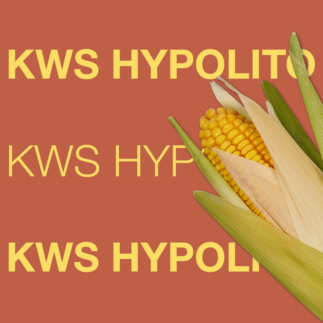 kws_hypolito_keyvisual_hu_1x1.jpg