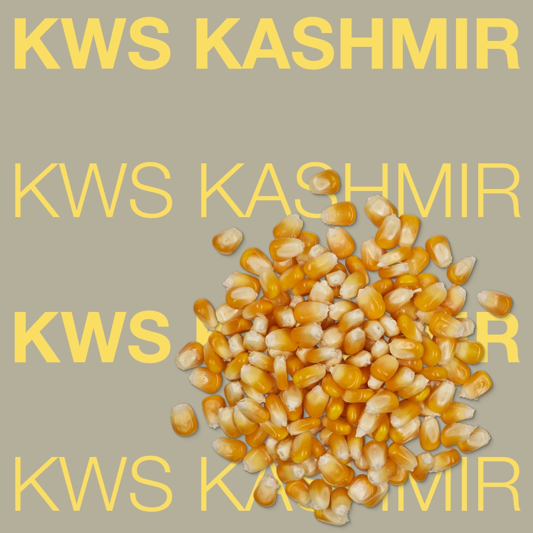 kws_kashmir_keyvisual_rs_1x1_1.jpg
