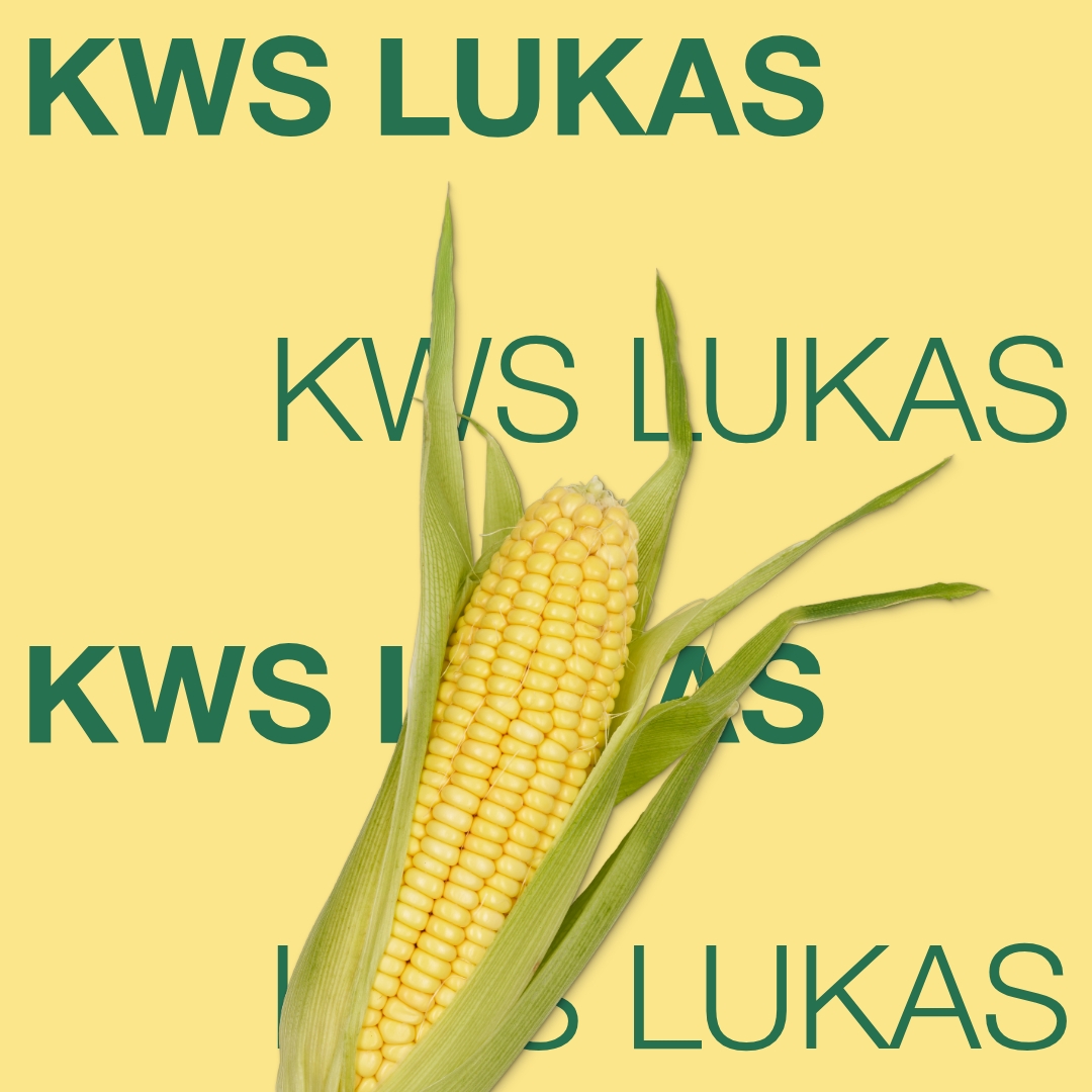 kws_lukas_keyvisual_rs_1x1_1.jpg