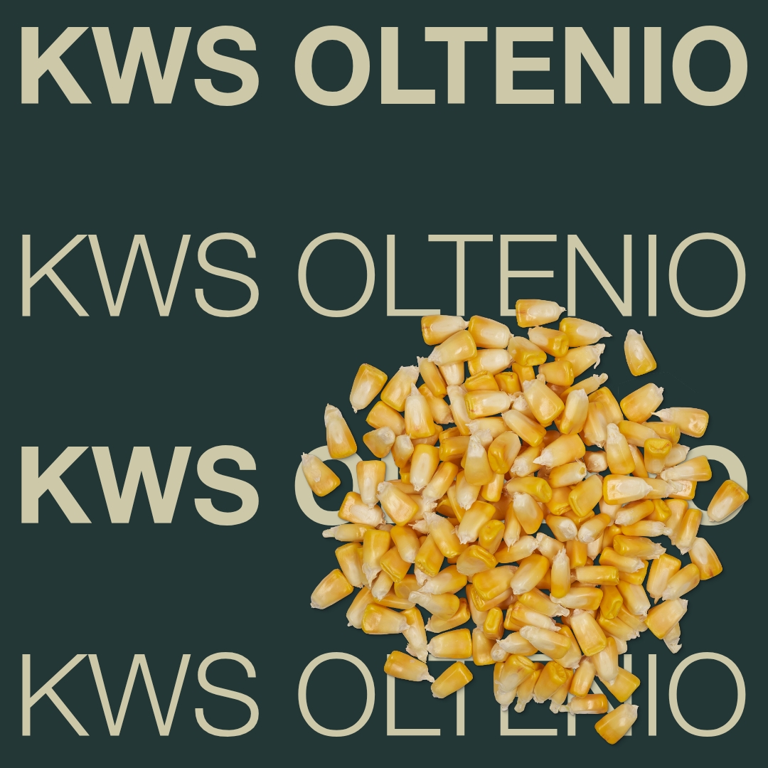 kws_oltenio_keyvisual_hu_1x1.jpg