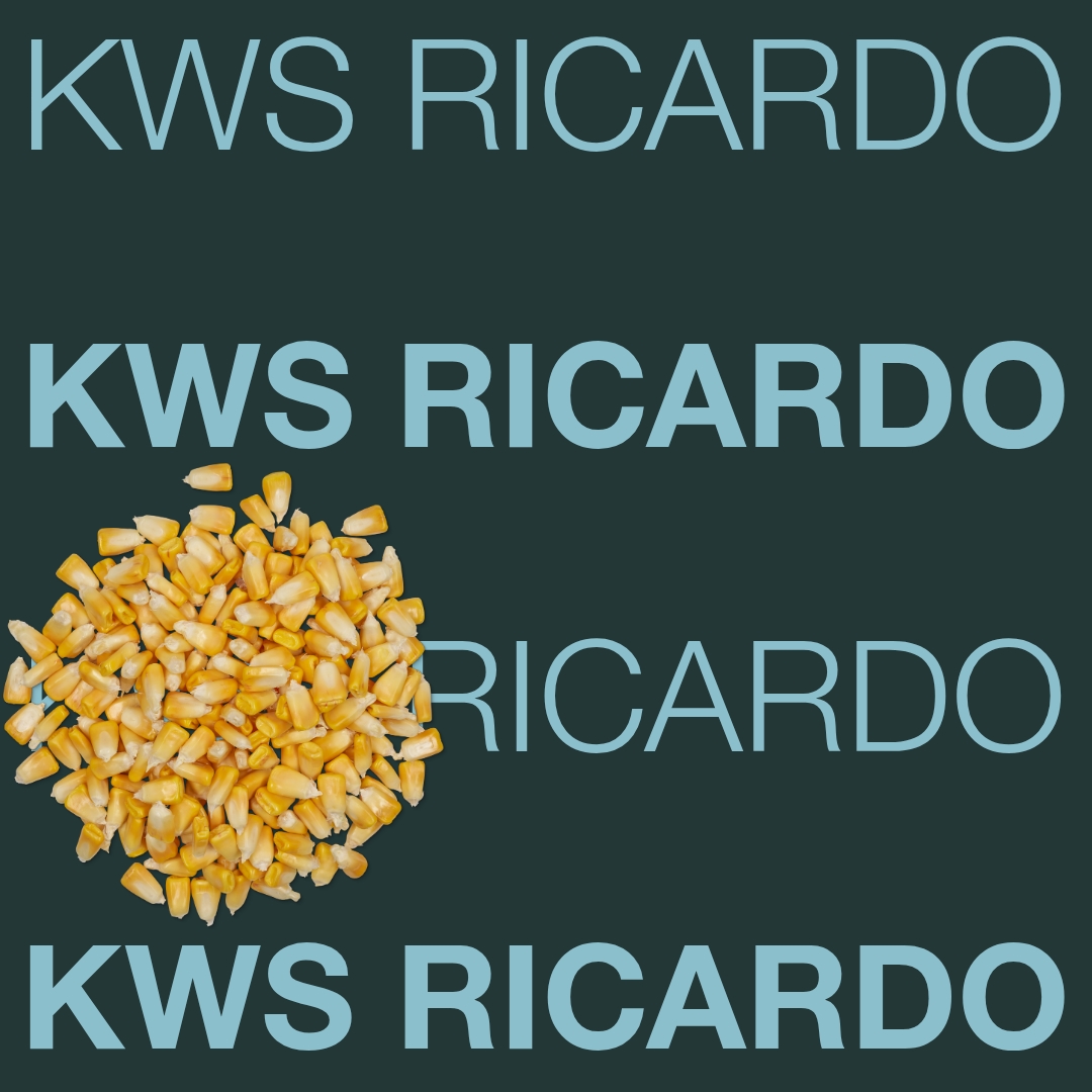 kws_ricardo_keyvisual_hr_1x1_1.jpg