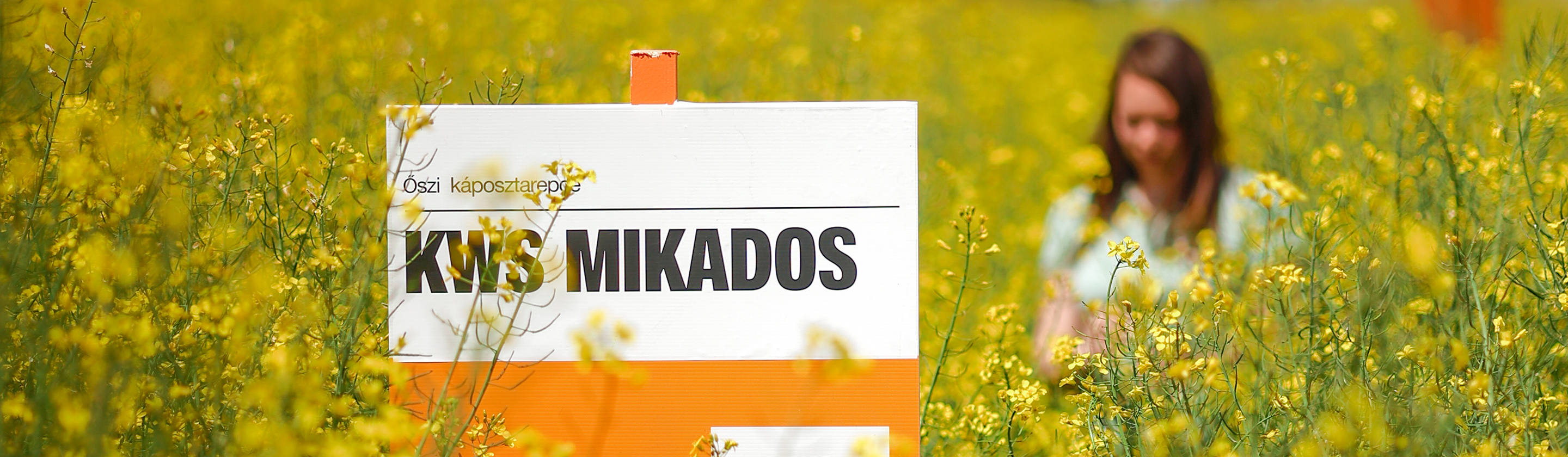 A képen egy sárga virágokkal teli mező látható, ahol egy fehér táblán a "Kris Mikados" felirat olvasható. A háttérben egy nő áll, aki a telefonját nézi.