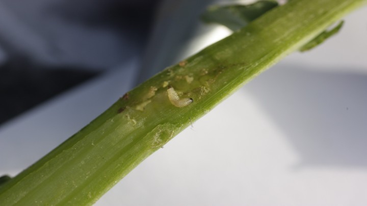 larvae-of-cabbage-stem-flea-beetle.jpg