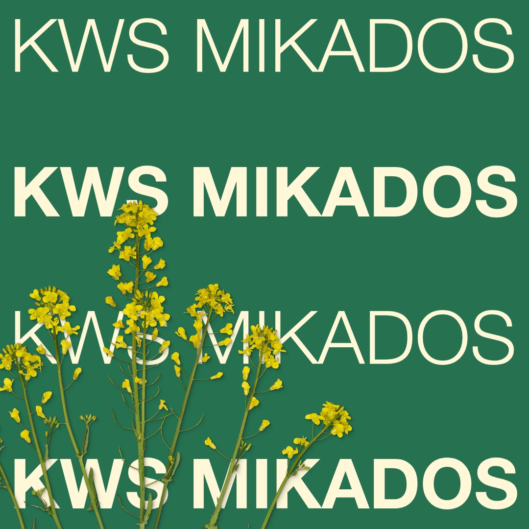 kws_mikados_keyvisual_hu_1x1_new.jpg