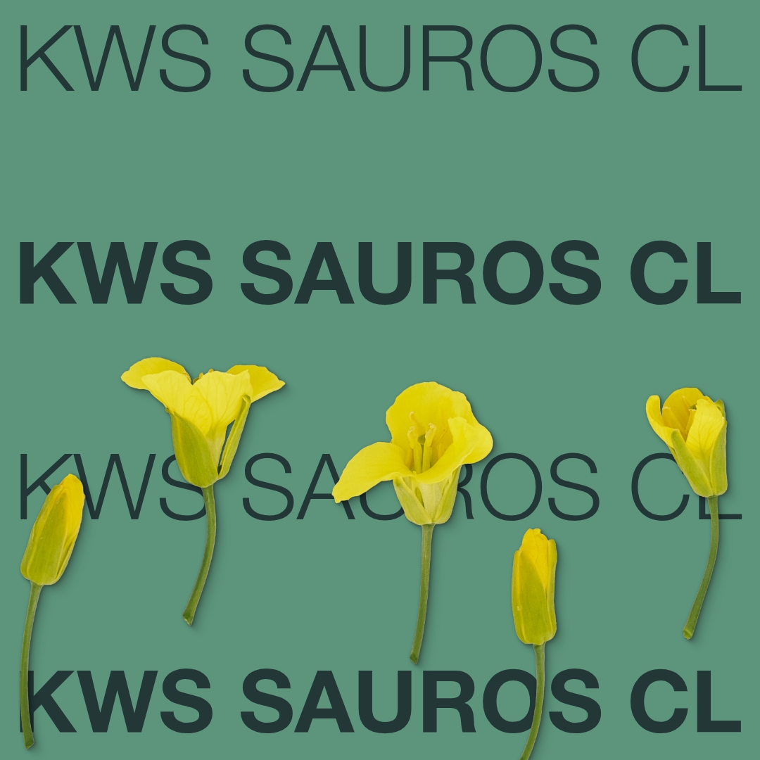 kws_sauros_cl_keyvisual_hu_1x1_new.jpg
