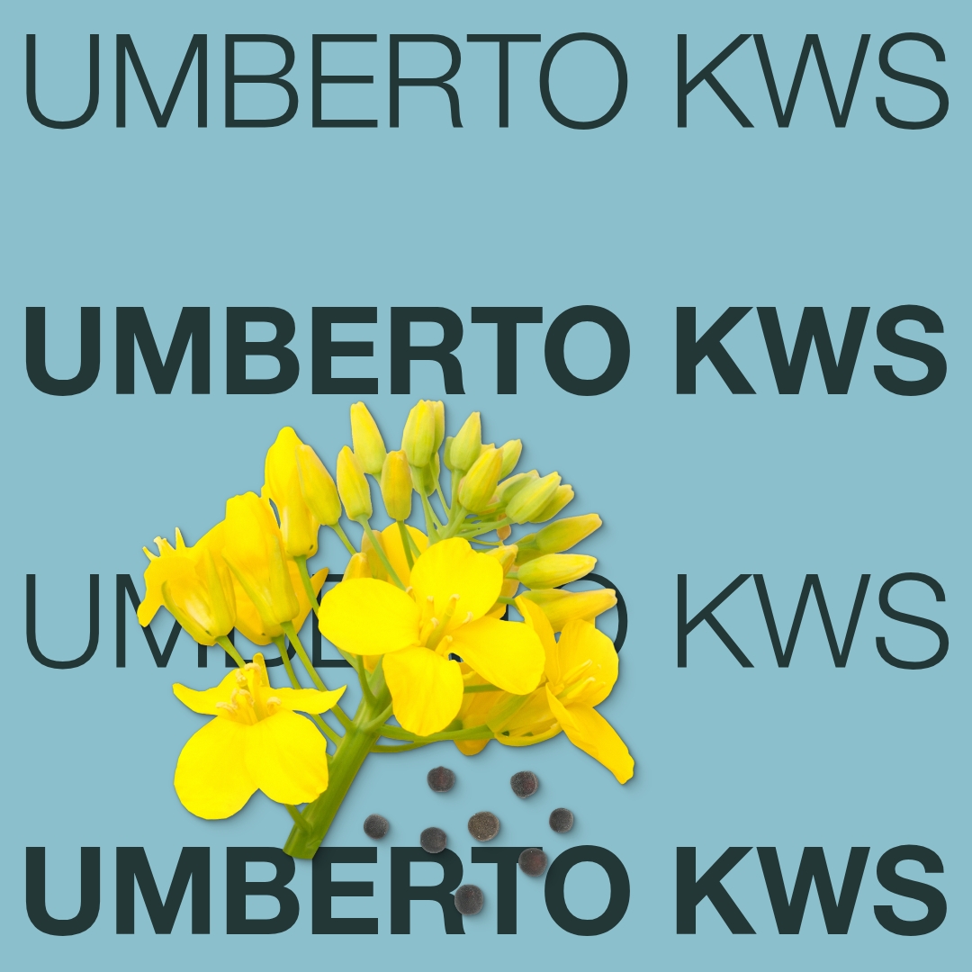 umberto_kws_keyvisual_hu_1x1_new.jpg