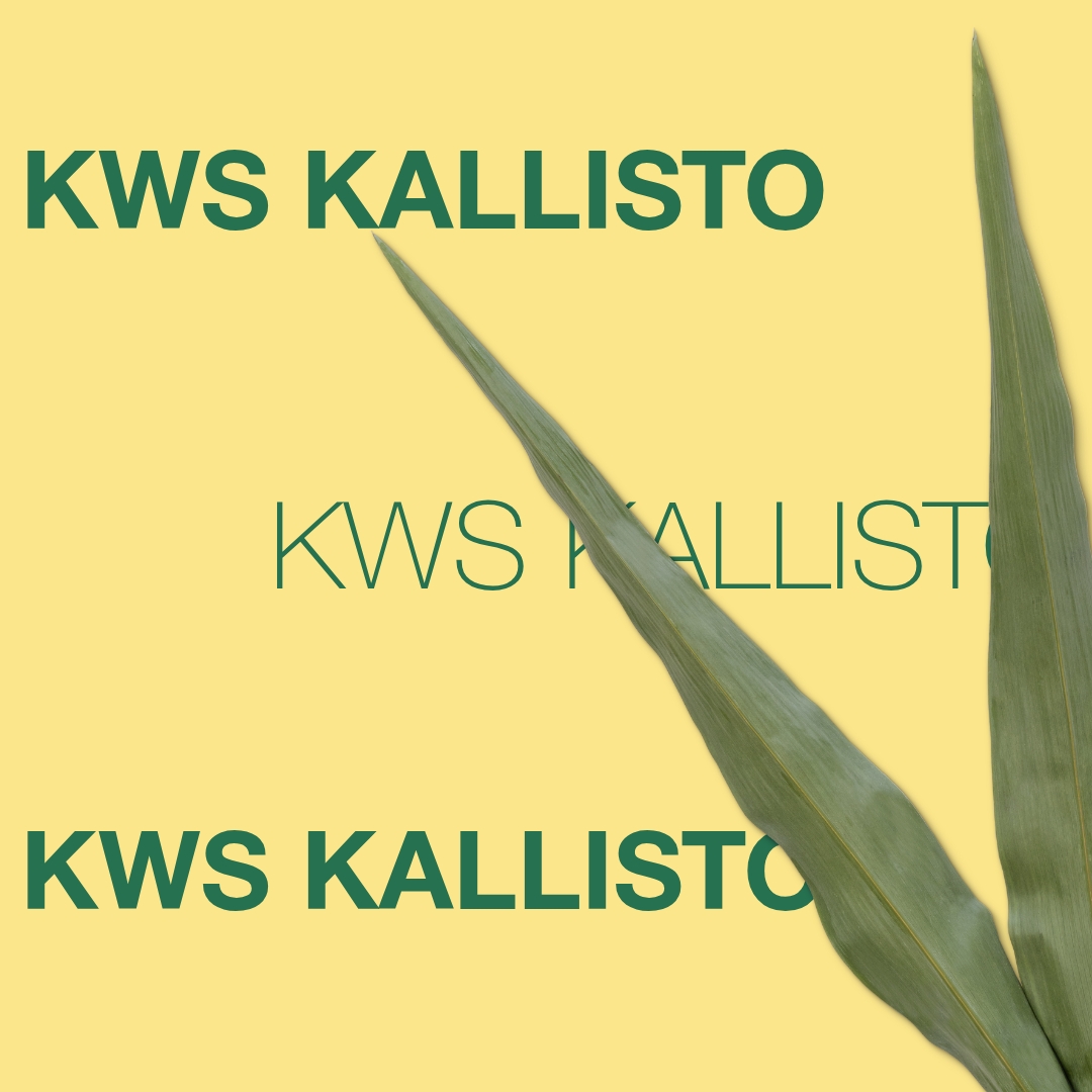 kws_kallisto_keyvisual_de_1x1_1.jpg