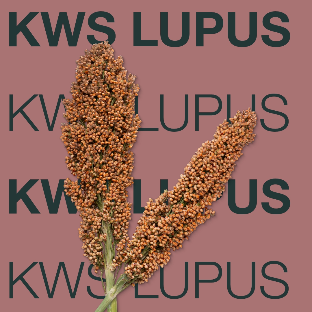 kws_lupus_keyvisual_hu_1x1.jpg